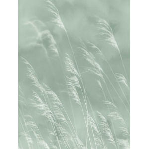 Non-woven mural wallpaper Grass, 300901, Waterlands, 210 x 280 cm, Waterfront, Eijffinger