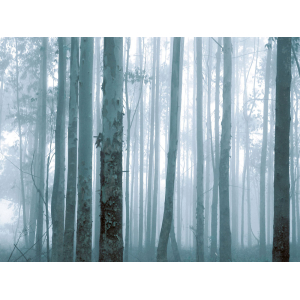 Non-woven mural wallpaper Forrest 309144, 372x280cm, Wallpower Favorites, Eijffinger